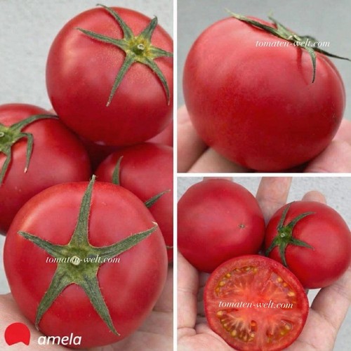 Original amela tomatensamen - amela,